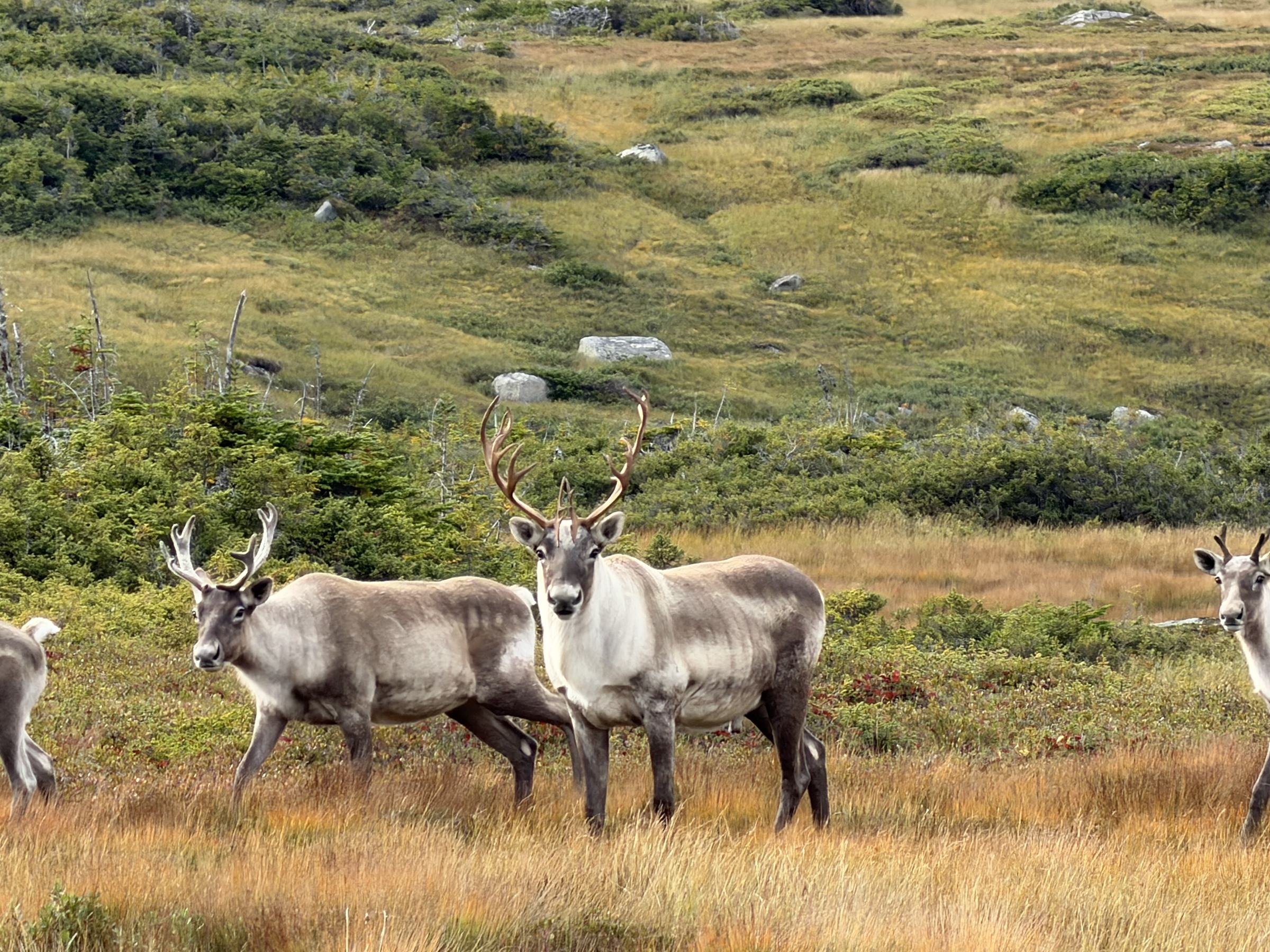 Caribou stand in golden autumn grass on a hillside.