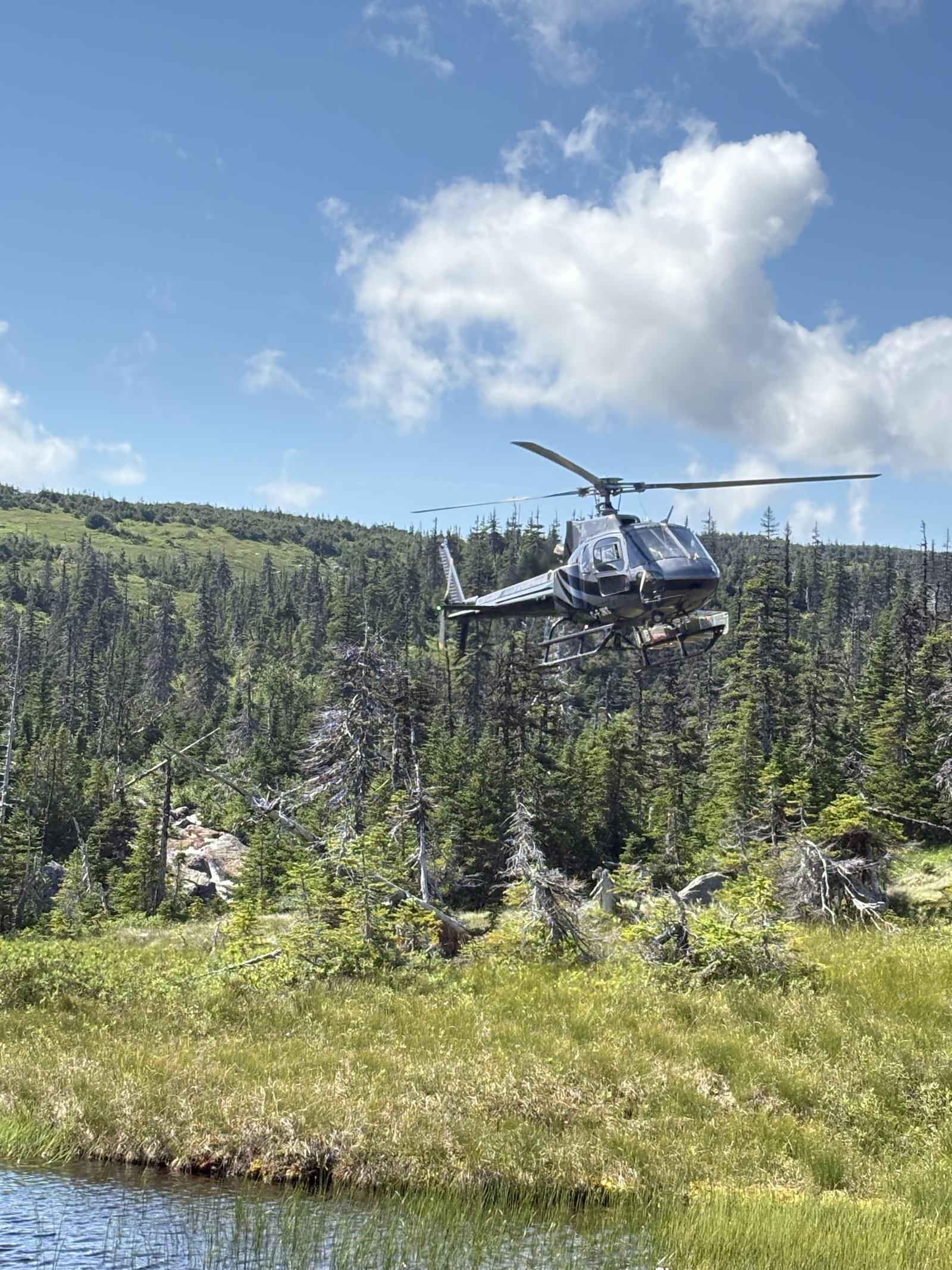 A helicopter flies low over a wetland and spruce forest under a blue sky with white clouds.