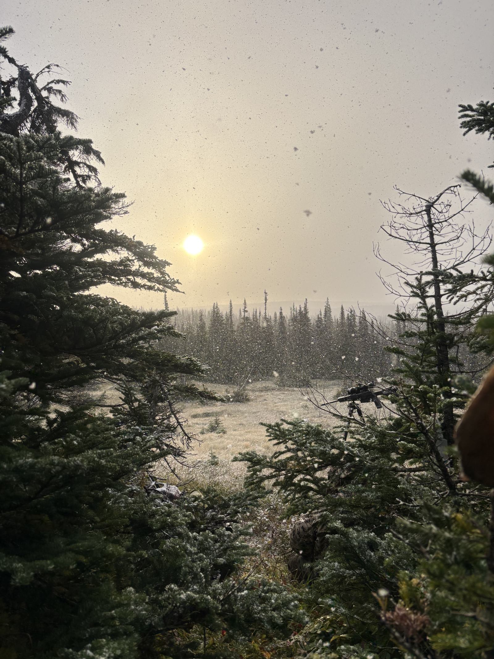 The sun glows through a snow squall above spruce trees and a pale shoreline.